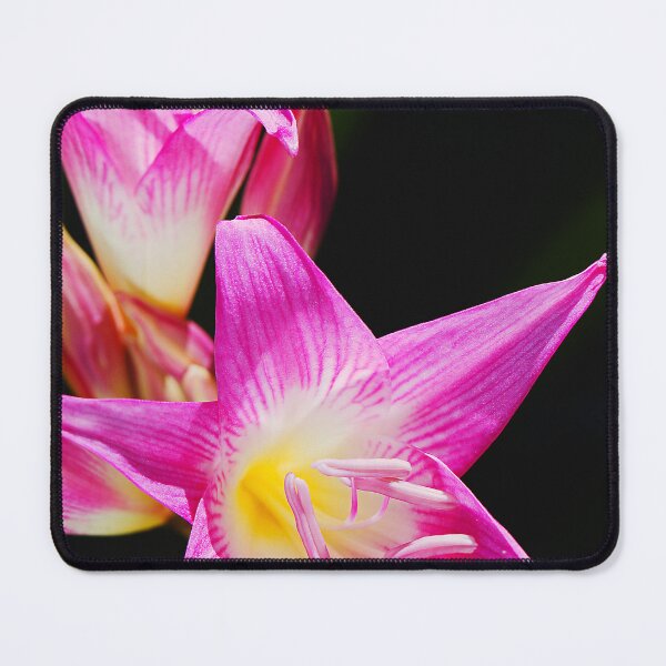Item preview, Pink White Flowers On Black  designed and sold by Joy Watson - Natural Light Photography .