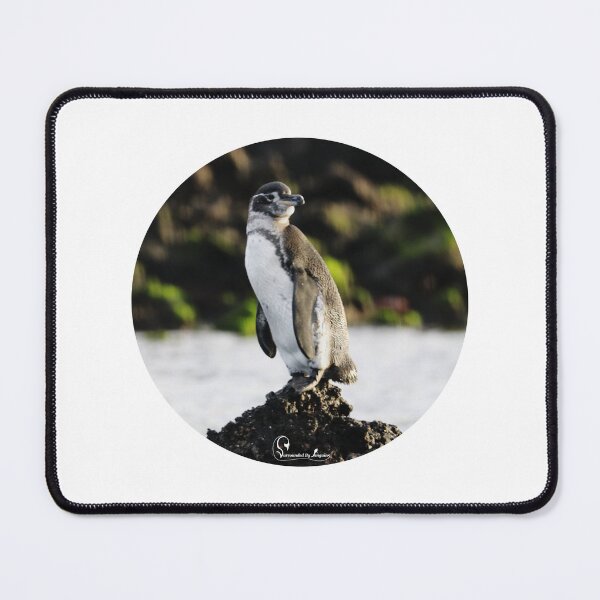 Item preview, Solo Galapagos Penguin in circular cutout designed and sold by SBPenguins.