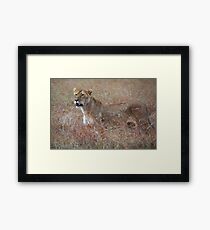 Lion in the Grass, Maasai Mara, Kenya Framed Print