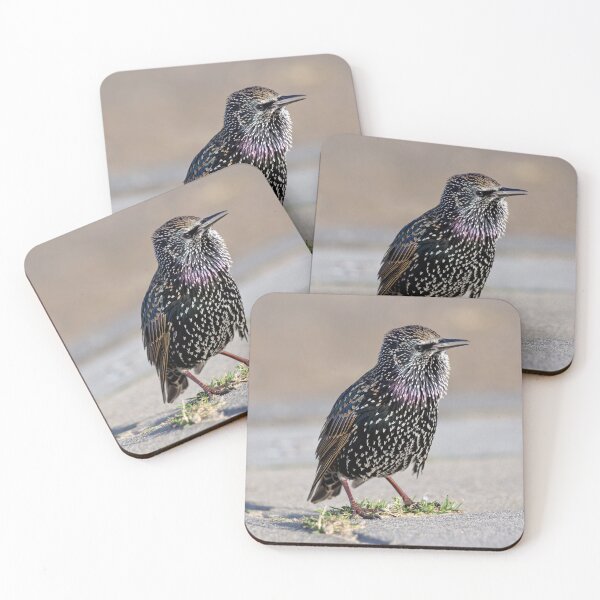 Item preview, Starling designed and sold by davejw.