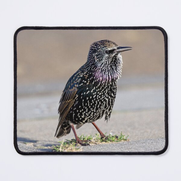 Item preview, Starling designed and sold by davejw.