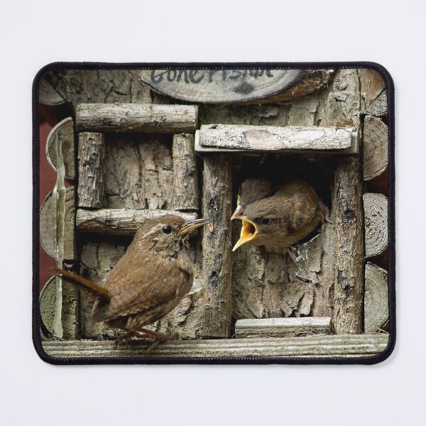 Item preview, Wren feeding young designed and sold by davejw.