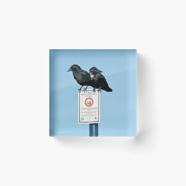 Item preview, Crows on a Signboard designed and sold by davejw.