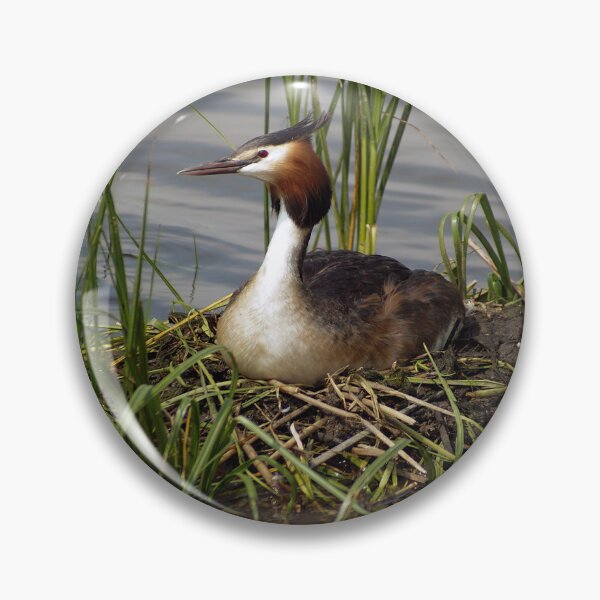 Item preview, Great Crested Grebe on nest 6 designed and sold by davejw.