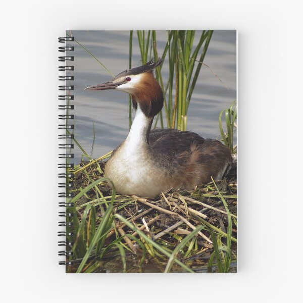 Item preview, Great Crested Grebe on nest 6 designed and sold by davejw.