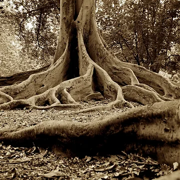 Artwork thumbnail, Tree Roots by D-GaP