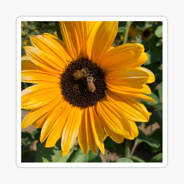 Two Bees on a Sunflower Sticker