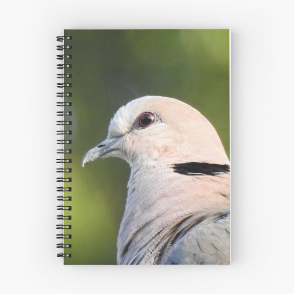 Item preview, Red-eyed Dove designed and sold by cryophytum.