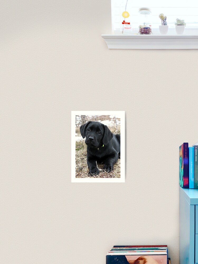 Awaiting Spring - Black Labrador Puppy Throw Pillow for Sale by