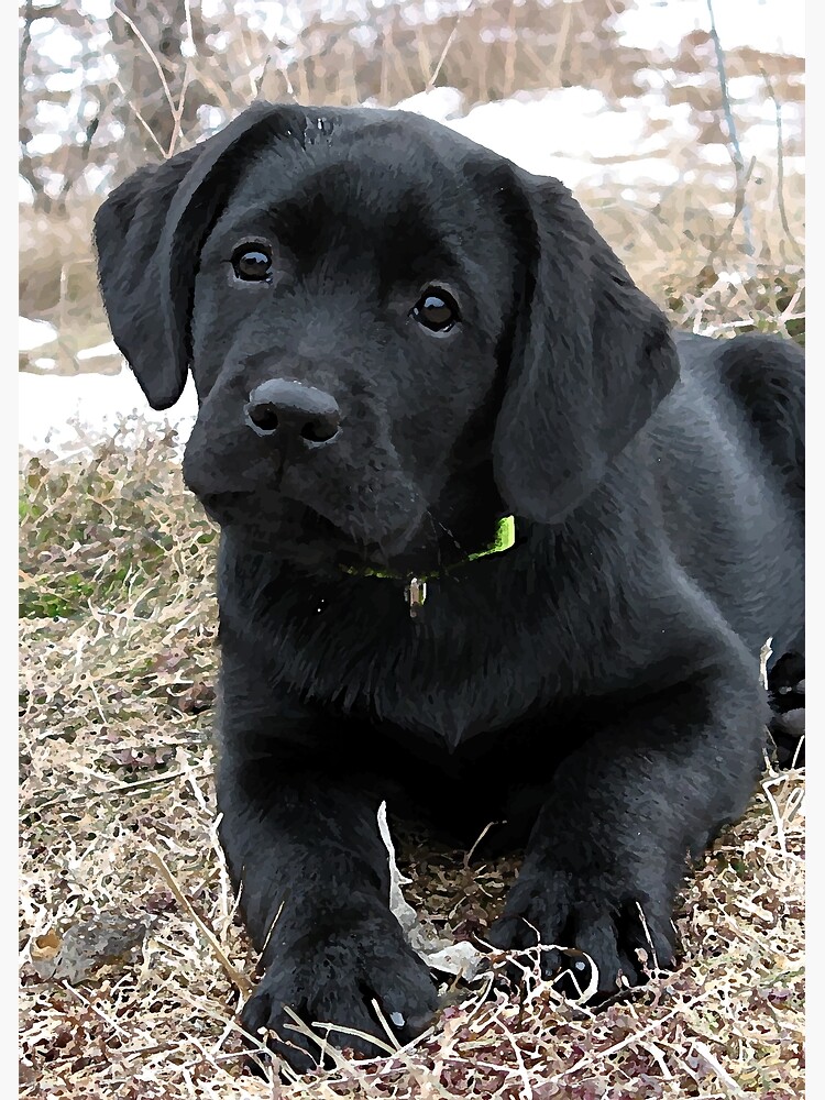 black labrador puppy pictures
