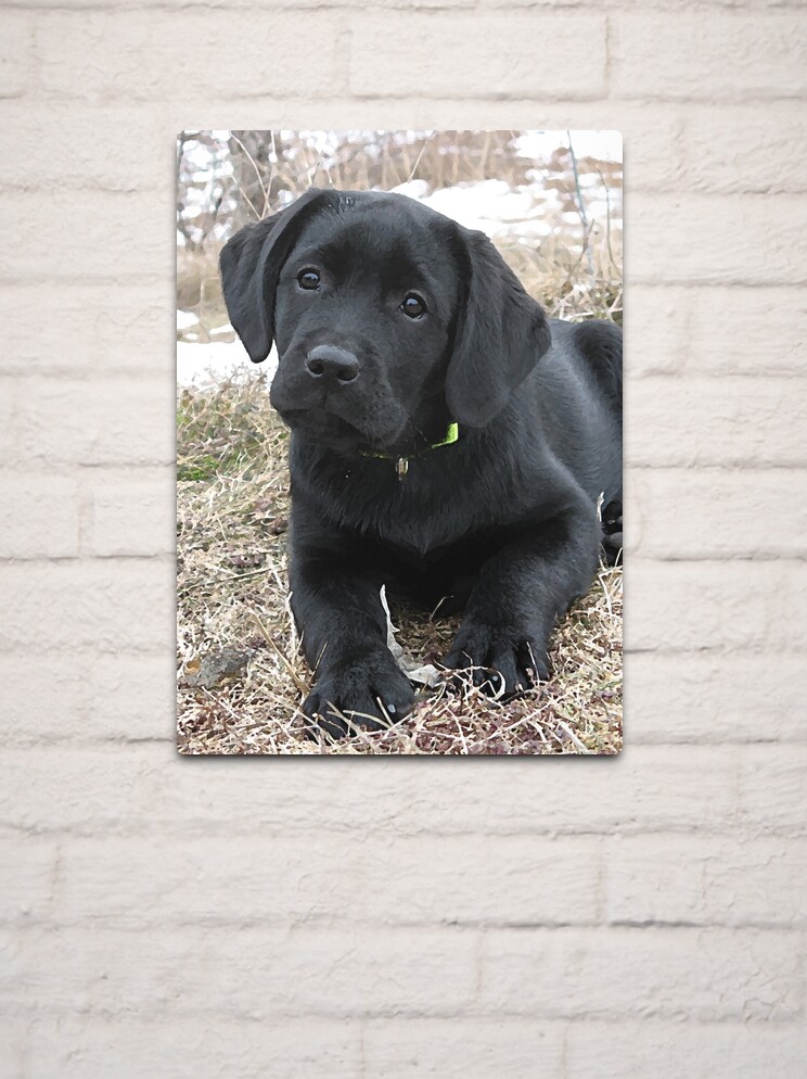 Awaiting Spring - Black Labrador Puppy Throw Pillow for Sale by