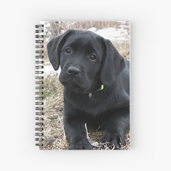 Artikel-Vorschau von Warten auf den Frühling - Schwarzer Labrador-Welpe, designt und verkauft von BlackDogArtJudy.