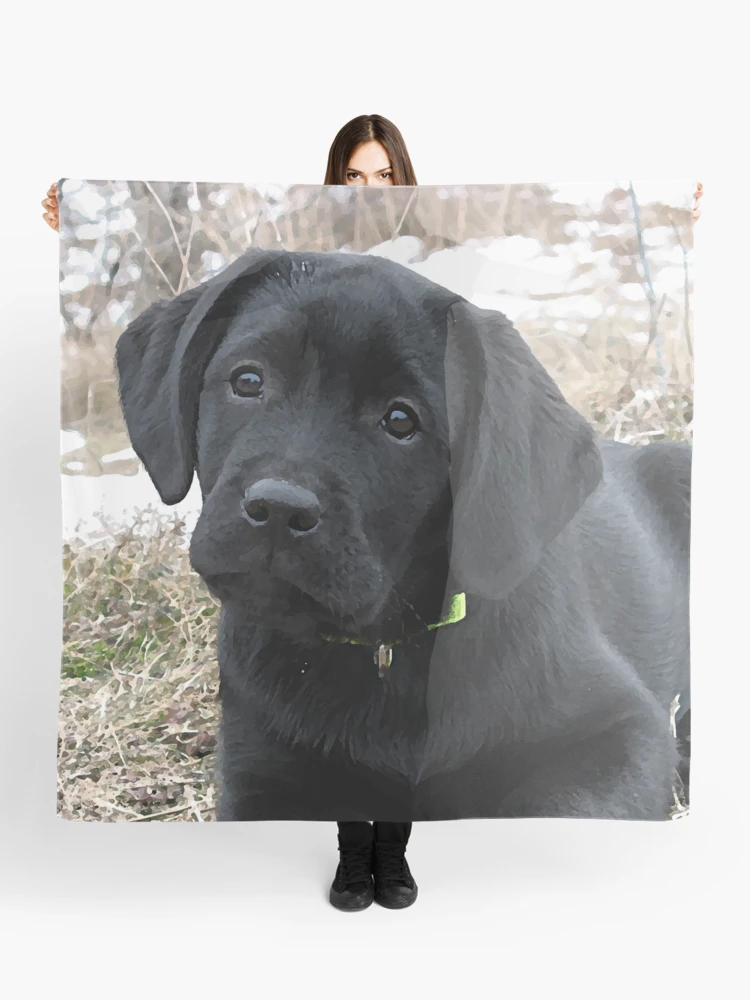 Labrador clearance print scarf