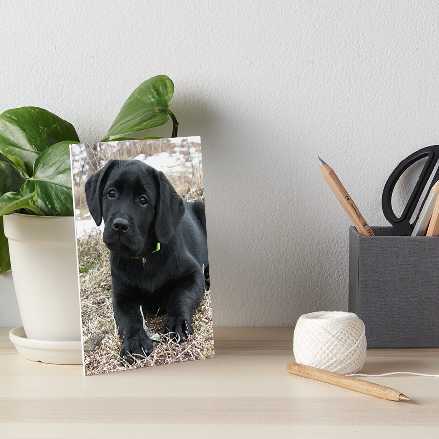 Awaiting Spring - Black Labrador Puppy Throw Pillow for Sale by