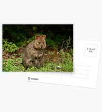 Quokka Postcards
