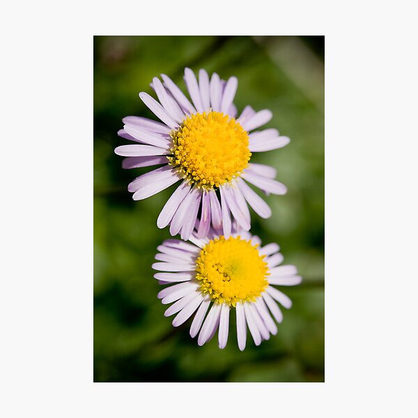 A Real Wild Flower Photographic Print