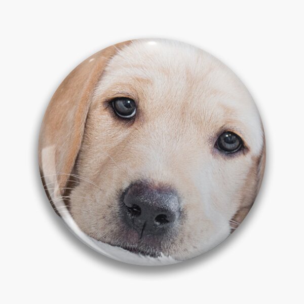 Item preview, Golden labrador puppy designed and sold by HaleyRedshaw.