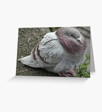 Pigeon Greeting Card