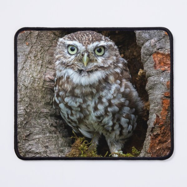 Item preview, Owl in a tree hole designed and sold by HaleyRedshaw.