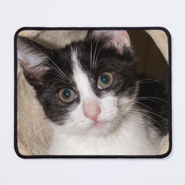 Item preview, Black and white kitten designed and sold by HaleyRedshaw.