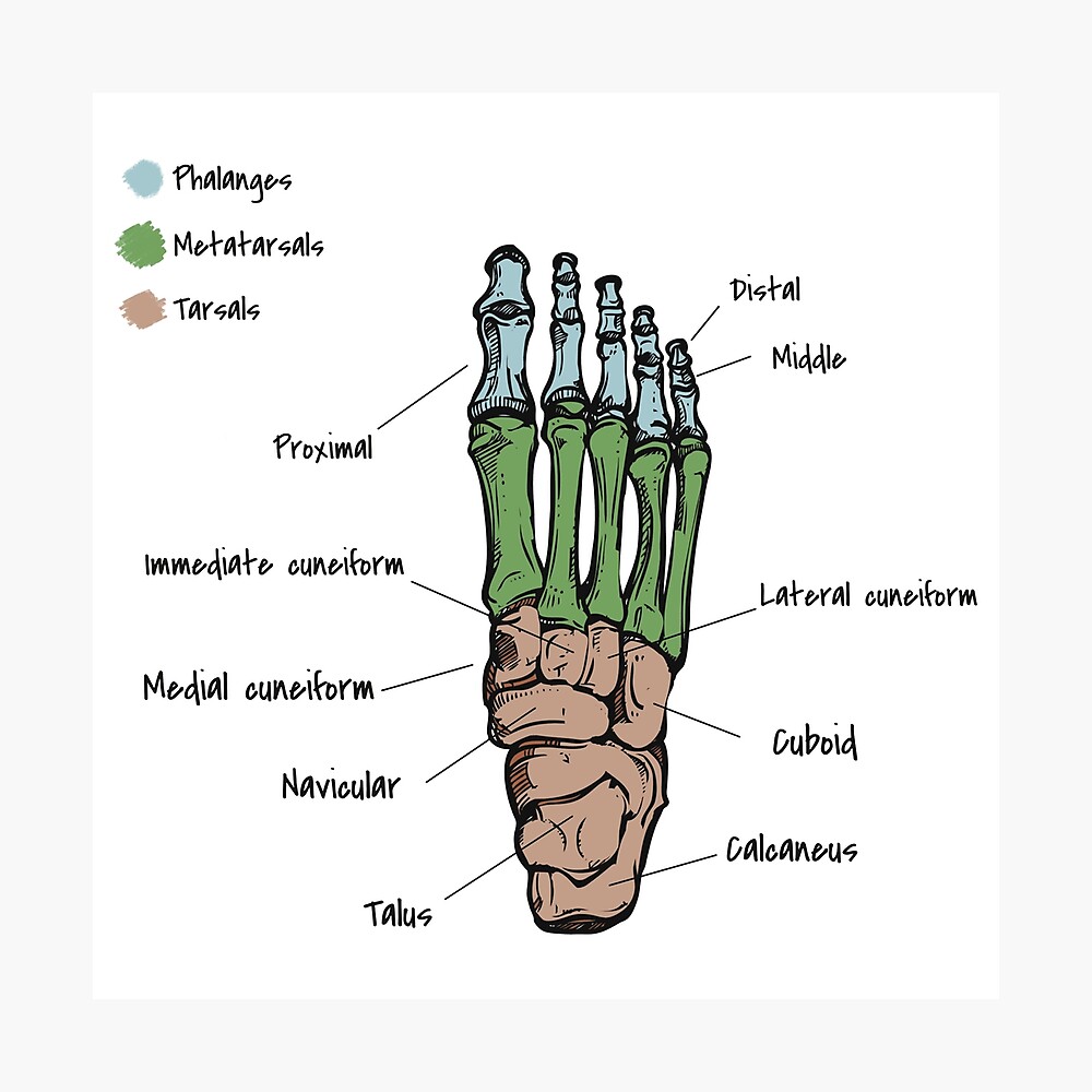 Foot bones Poster