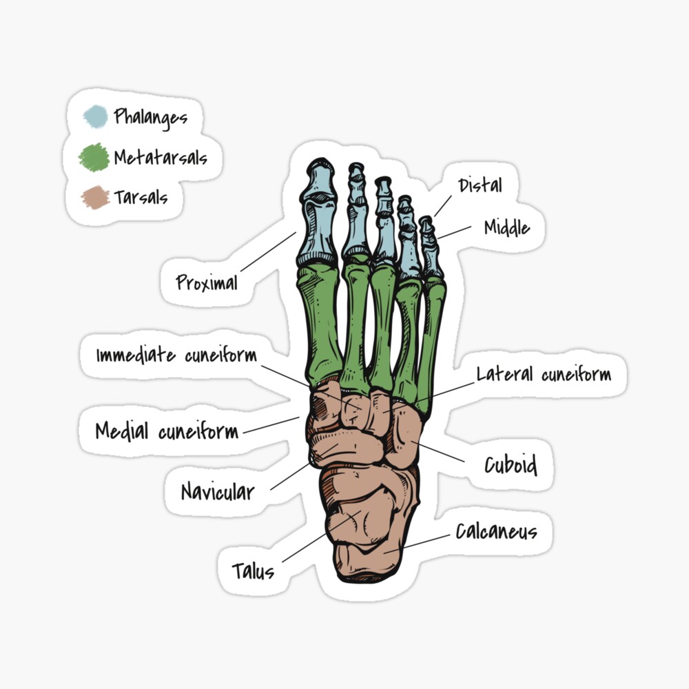 Foot bones Poster