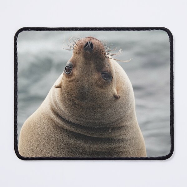 Item preview, Sea Lion being coy designed and sold by Michele Conner.
