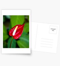 Miniature Deep Red Anthurium Flower Postcards