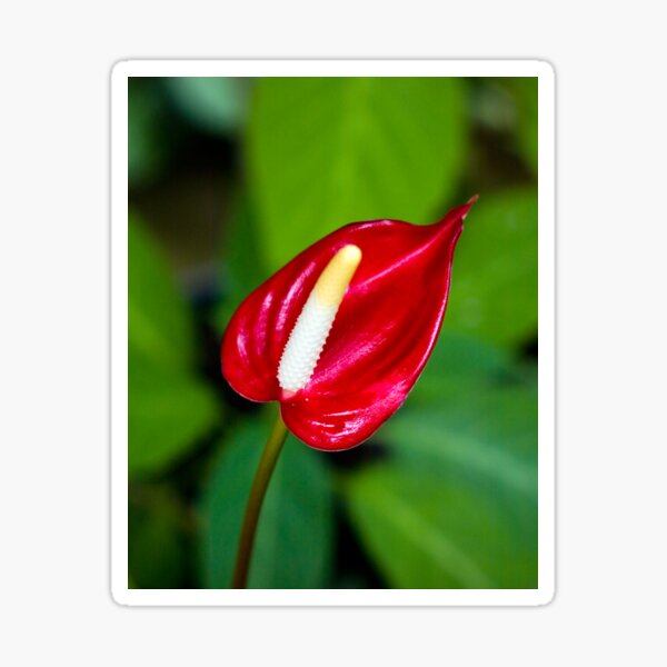 Miniature Deep Red Anthurium Flower Sticker