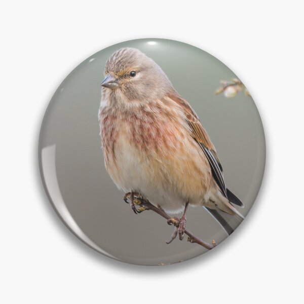 Item preview, Common Linnet (Linaria cannabina) designed and sold by Steve Liptrot Photography.