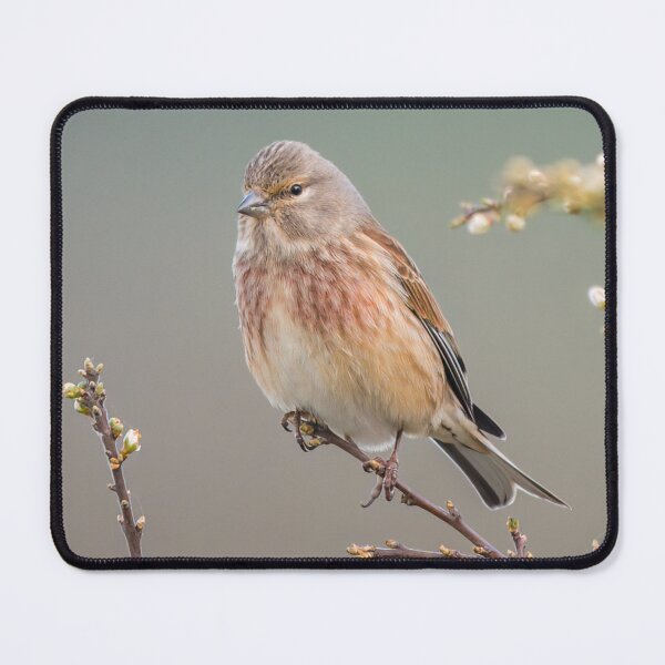 Item preview, Common Linnet (Linaria cannabina) designed and sold by Steve Liptrot Photography.