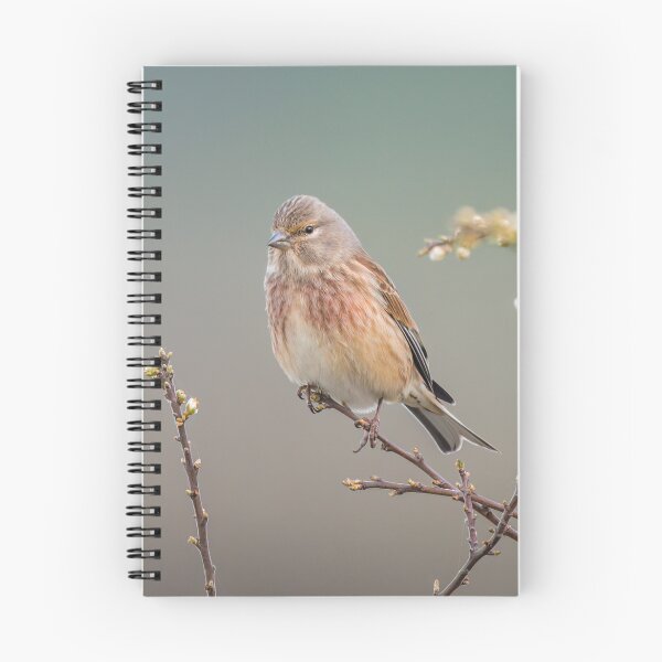 Item preview, Common Linnet (Linaria cannabina) designed and sold by Steve Liptrot Photography.