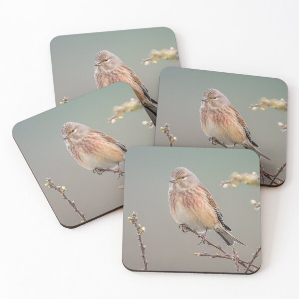 Item preview, Common Linnet (Linaria cannabina) designed and sold by Steve Liptrot Photography.