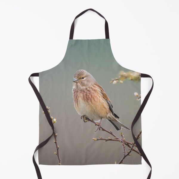 Item preview, Common Linnet (Linaria cannabina) designed and sold by Steve Liptrot Photography.