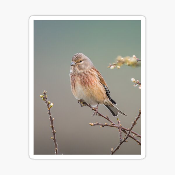 Item preview, Common Linnet (Linaria cannabina) designed and sold by Steve Liptrot Photography.