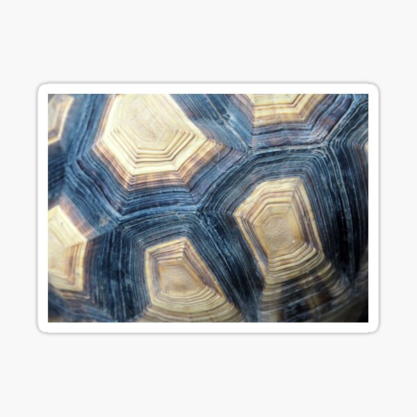 Tortoise Shell Sticker
