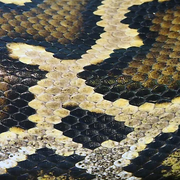 Artwork thumbnail, Python Skin by Anna Fairley Nielsson