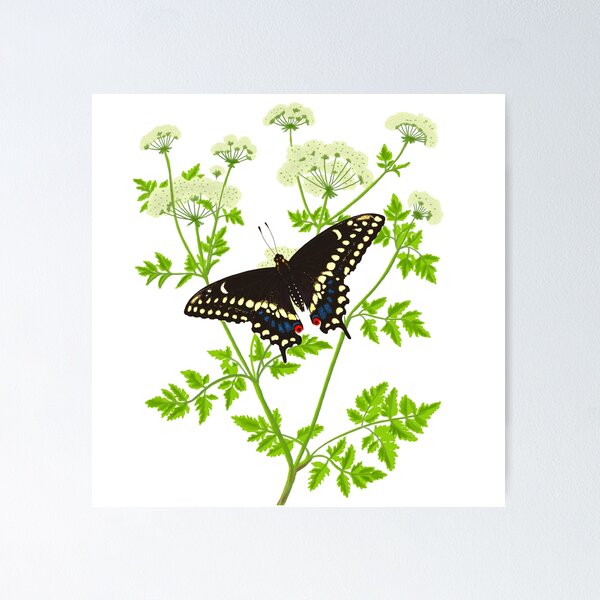 Item preview, Eastern Black Swallowtail Butterfly (Papilio polyxenes) with Poison Hemlock Illustration designed and sold by ModelOrganism.