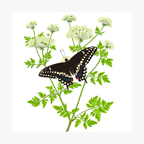 Artikelvorschau, Östlicher schwarzer Schwalbenschwanzschmetterling (Papilio polyxenes) mit Poison Hemlock Illustration entworfen und verkauft von ModelOrganism.