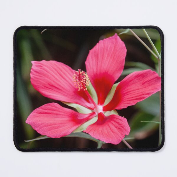 Item preview, Star of Texas Swamp Hibiscus Bloom X117 designed and sold by RichFrancoCars.