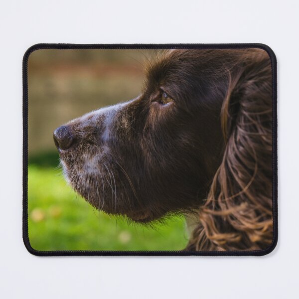 Item preview, Brown and White Working Cocker Spaniel designed and sold by MichaelBShannon.