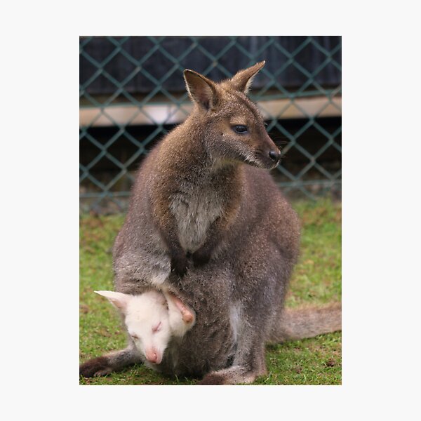 Wallaby with Albino Joey in pouch Photographic Print
