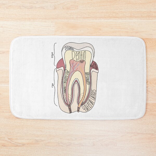Item preview, Labeled Tooth Anatomy  designed and sold by Katherine Winner.