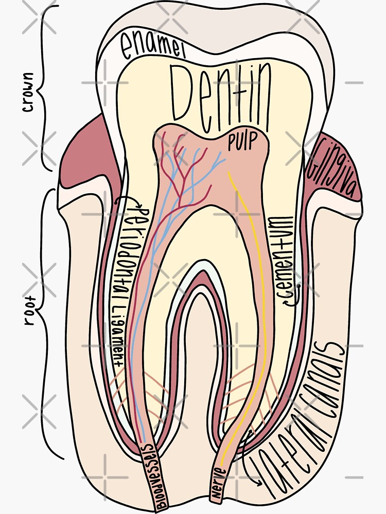Labeled Tooth Anatomy Sticker for Sale by KatherineWinner Biology Diagrams