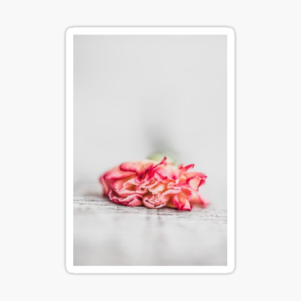 Aperçu de l'œuvre Un soupçon de fard à joues l Carnation Photography créée et vendue par KEnzPhotography.
