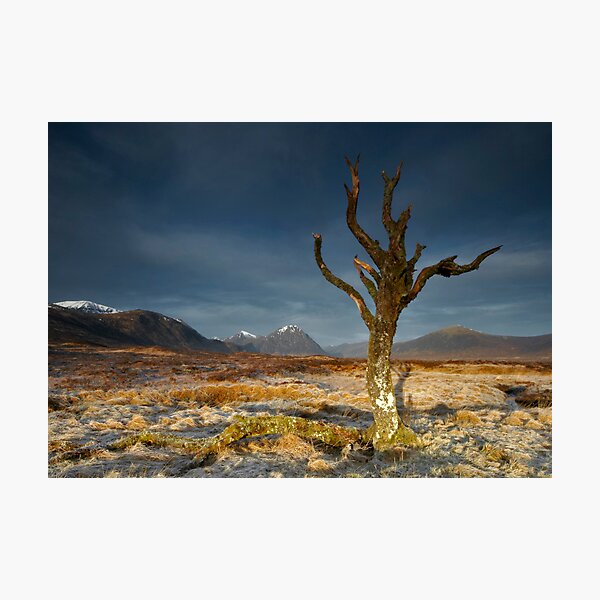 Lone Tree Photographic Print