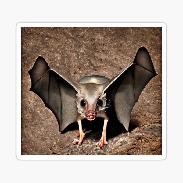 Portrait of Bat Crawling Macro Photography Sticker