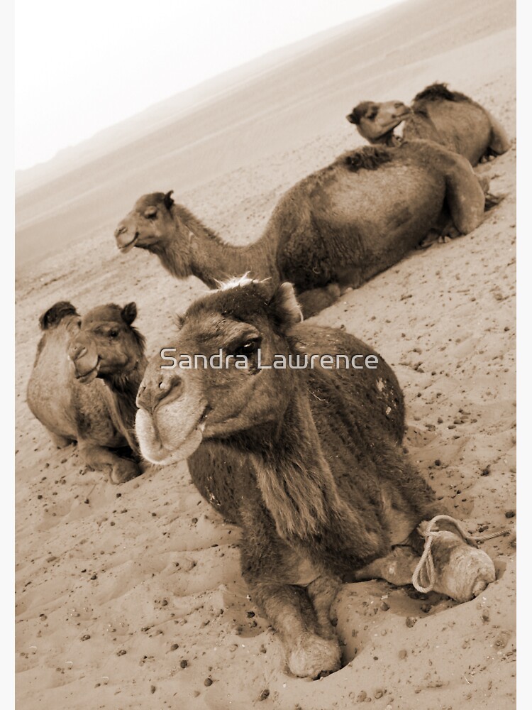 Camel Band by sandrafarrow