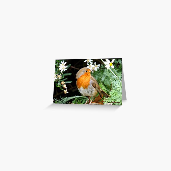 This little chap is costing a fortune in seeds. Greeting Card