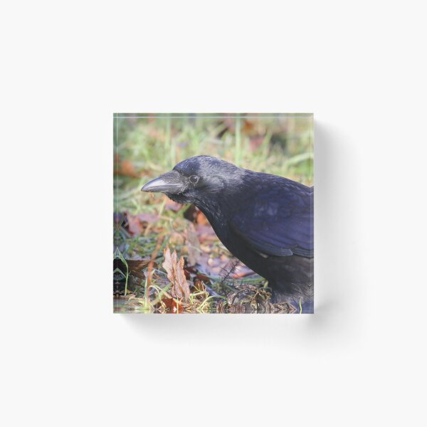 Item preview, Crow with bulging crop designed and sold by GreyFeatherPhot.